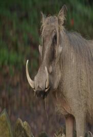 Magic of Disneys Animal Kingdom