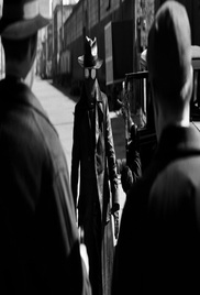 Spider Noir