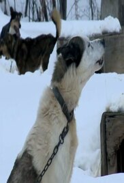 Yukon Men